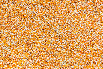 Background from dry corn seed for animal feed