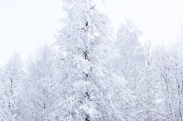 The trees covered with snow