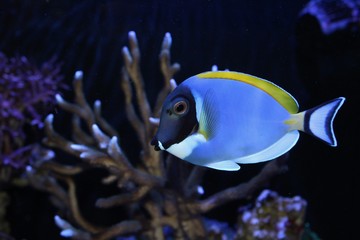 Powder blue tang 