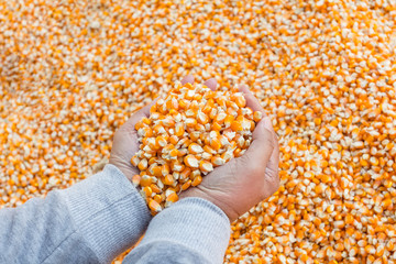 Selective focus at corn seed for animal feed in hand
