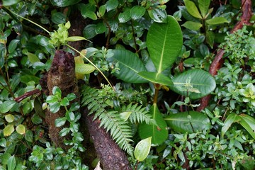 Tropical cloud forest vegetation detail after the rain.