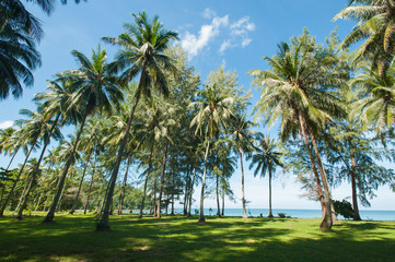 Coconut palm trees perspective view