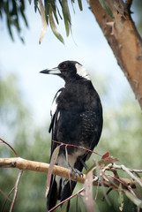 Australian magpie perched on a branch in a gum tree