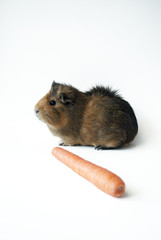 pet guinea pig with carrot on white background