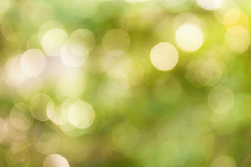 Obraz premium Fresh soft green colour bokeh bush tree and sunlight