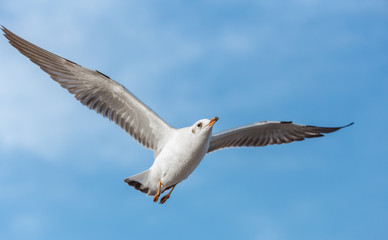 Fototapeta na wymiar Seagull flying in blue sky