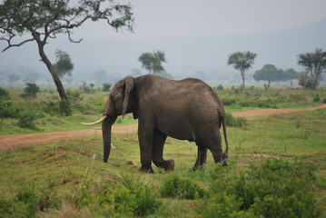 Un éléphant dans la brousse.