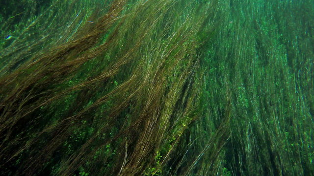 boat trip, reeds, bizarre underwater of azmak river, turkey.