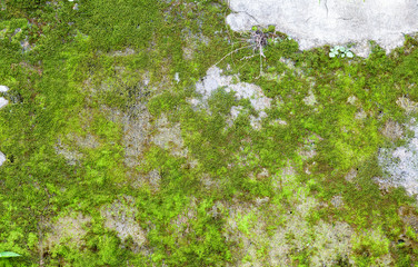 Green Creeper Plant on white wall