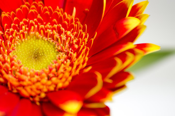 Red gerbera macro out of a bouquet
