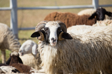 The sheeps on a farm