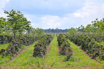 Coffee tree plantation, Laos