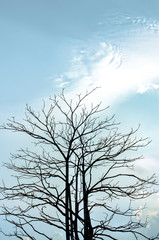 Fototapeta na wymiar Trees in silhouette on blue sky background