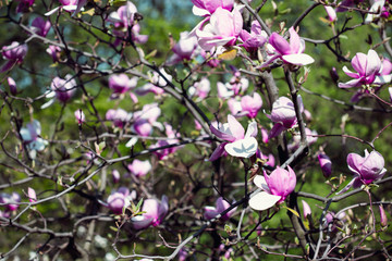 Magnolia tree blossom