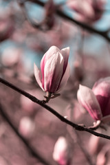 Beautiful pink magnolia flowers