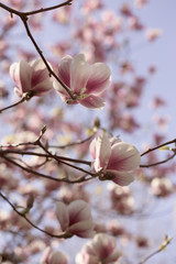 Naklejki  Piękne różowe kwiaty magnolii