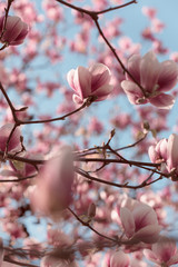 Beautiful pink magnolia flowers