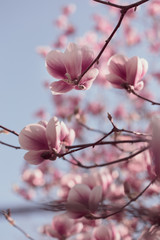 Beautiful pink magnolia flowers