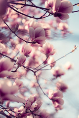 Beautiful pink magnolia flowers - obrazy, fototapety, plakaty