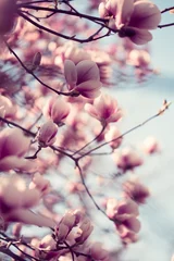 Gordijnen Mooie roze magnolia bloemen © istetiana