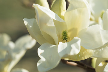 Blooming magnolia in  gardens