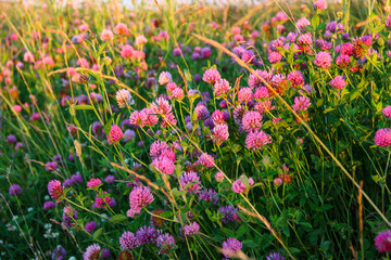 Field of pink wild flowers and sunset