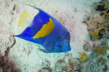 Yellowbar angelfish