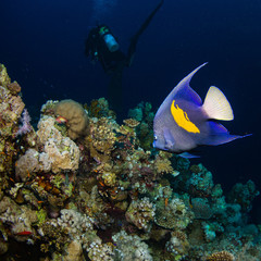 Fototapeta na wymiar Yellowbar angelfish