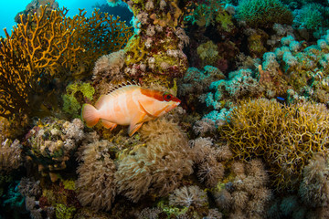 Obraz na płótnie Canvas Red banded grouper