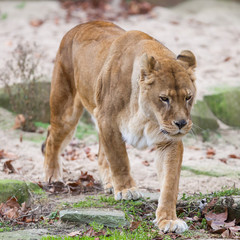 Fototapeta na wymiar Lion on alert