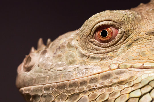 Close-up of a green iguana resting
