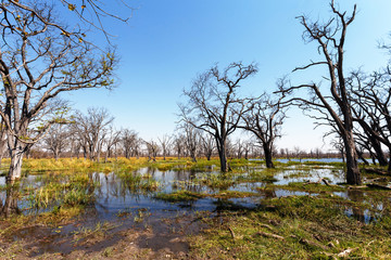 Moremi game reserve landscape