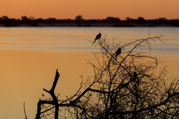 African sunset on Zambezi