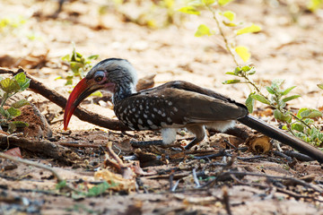Yellow-billed Hornbill on ground