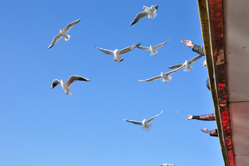 The beauty of the sea gull