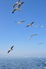 Fototapeta na wymiar The beauty of the sea gull