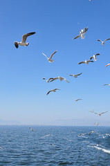 The beauty of the sea gull