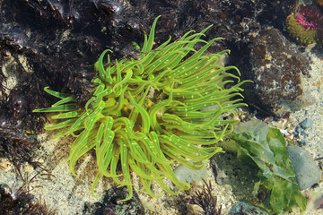 Naklejka na ściany i meble Green anemone in beach tidepool