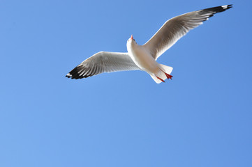 Fototapeta na wymiar The beauty of the sea gull