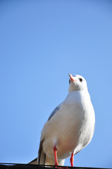The beauty of the sea gull
