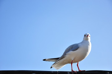 The beauty of the sea gull