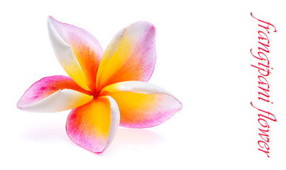 frangipani flower isolated white background