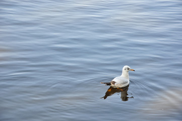 The beauty of the sea gull
