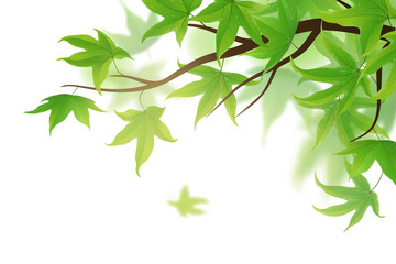 Spring frond with green maple leaves on white background