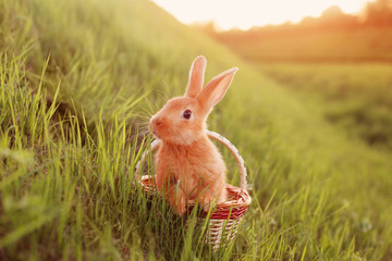 rabbit in basket outdoor