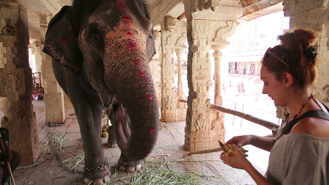 Female tourist feeding elephant