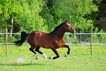 Purebred horse galloping across a green summer corral