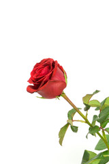 Fototapeta premium Rose in white background