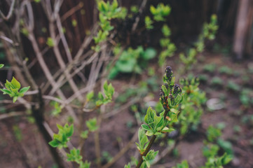 first spring green sprouts on tree branches close up. Environtment and nature care concept. Seasons changing.