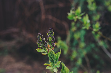 first spring green sprouts on tree branches close up. Environtment and nature care concept. Seasons changing.